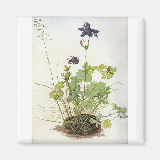 アルケレブルーメ – アルブレヒトDurer - c1500 マグネット (正面)