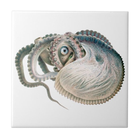 アルゴナウタスダイオクトパス, アンティークの海洋生物動物 タイル (正面)