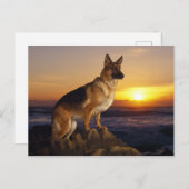 アルザス犬の動物 ポストカード (正面/裏面)