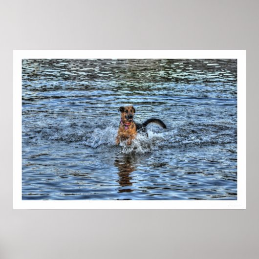 アルザチアン・ドイツ羊飼い1犬派ポスター ポスター (正面)