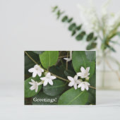 アルジェリアのアイビーハガキ ポストカード (スタンド正面)