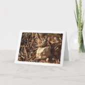 アルジェリア砂レーサー、サモドロムス・アルギラス、リザード カード (正面)