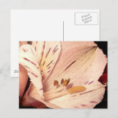 アルストロエメリア開花 ポストカード (正面/裏面)