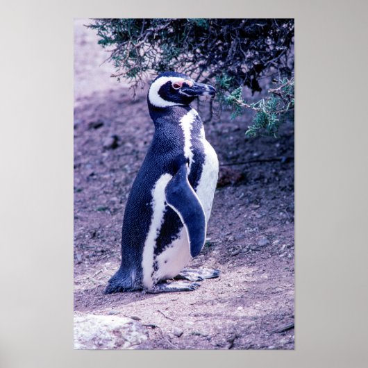 アルゼンチンのバルデス半島にいるマゼランペンギン ポスター (正面)