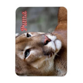 アルゼンチンプーマ –  マグネット (縦)