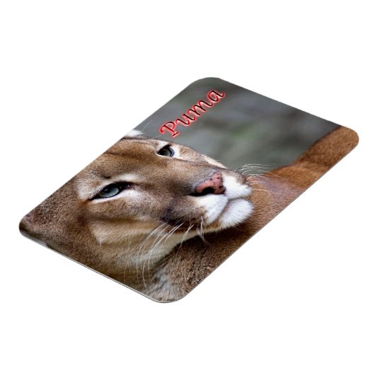 アルゼンチンプーマ –  マグネット (左側)