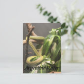 アルゼンチンレーサーヘビ ポストカード (スタンド正面)