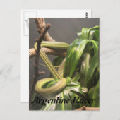 アルゼンチンレーサーヘビ ポストカード (正面/裏面)