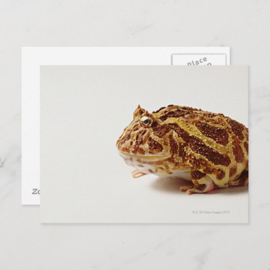 アルゼンチン産の角を持つカエルのプロフィール ポストカード (正面/裏面)