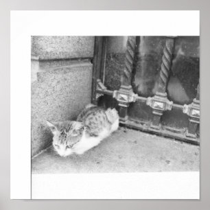 アルゼンチン通り猫 ポスター