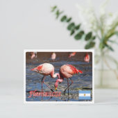 アルゼンチン – フラメンコ・デ・ラ・プナ – ポストカード (スタンド正面)