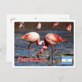 アルゼンチン – フラメンコ・デ・ラ・プナ – ポストカード (正面/裏面)