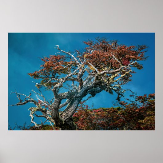 アルゼンチ疑問に思ンの植物学 ポスター (正面)