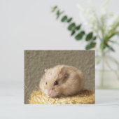 アルゼンテロシアの州キャンベルドワーフハムスター ポストカード (スタンド正面)