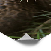 アルダブラカメの放牧 ポスター (角)