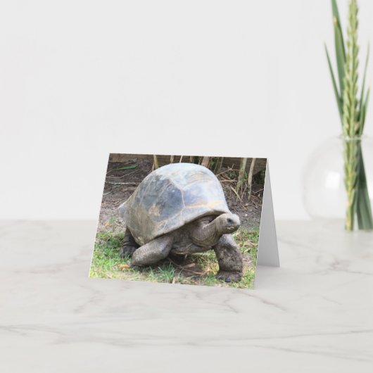 アルダブラジャイアントカメ写真折り畳みノートカード ノートカード (正面)