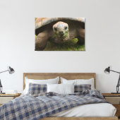 アルダブラ食べ物を与えカメ キャンバスプリント (インサイチュ (寝室))