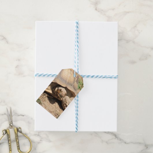 アルダブラ ギフトタグ (より糸付き)