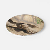 アルダブラ ペーパープレート (アングル)