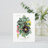 アルテアロシー(Hollyhock) ポストカード (スタンド正面)