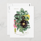 アルテアロシー(Hollyhock) ポストカード (正面/裏面)