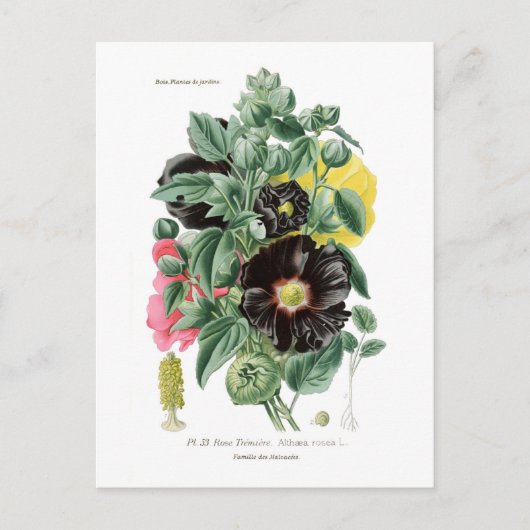 アルテアロシー(Hollyhock) ポストカード (正面)