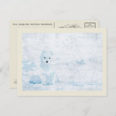 アルティックフォックスオンザホワイトアイスパックイラストレーション ポストカード (正面/裏面)