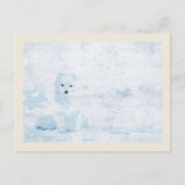 アルティックフォックスオンザホワイトアイスパックイラストレーション ポストカード (正面)