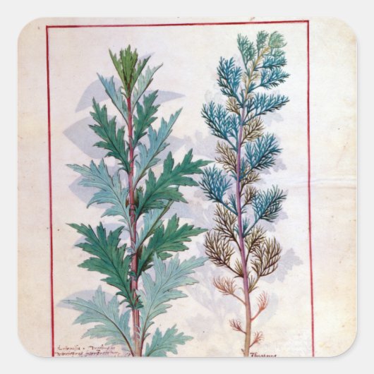 アルテメシアの2種類 スクエアシール (正面)