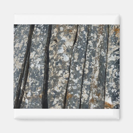 アルドー マグネット (正面)