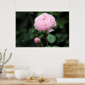 アルニックキャッスルバラ ポスター (キッチン)