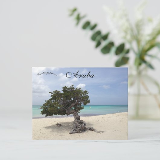 アルバのイーグルビーチのDivi Diviの木 ポストカード (スタンド正面)