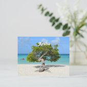 アルバのソロDivi Divi Tree ポストカード (スタンド正面)