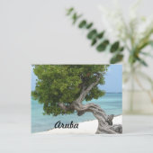 アルバのディヴィ・ディヴィの木 ポストカード (スタンド正面)