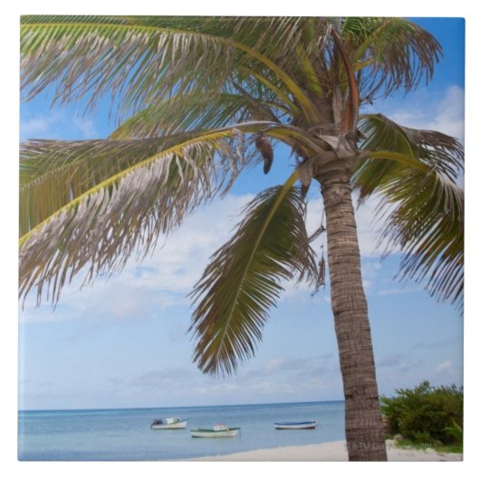 アルバのビーチのヤシの木 タイル (正面)