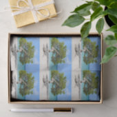 アルバのDivi単独のDiviの木 薄葉紙 (ギフト)