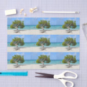 アルバのDivi単独のDiviの木 薄葉紙 (クラフト)