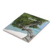 アルバのDivi Diviの木 タイル (側面)