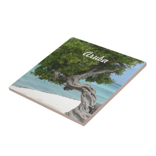 アルバのDivi Diviの木 タイル (側面)