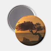 アルバサンセットディヴィディヴィツリー マグネット (正面/裏面)