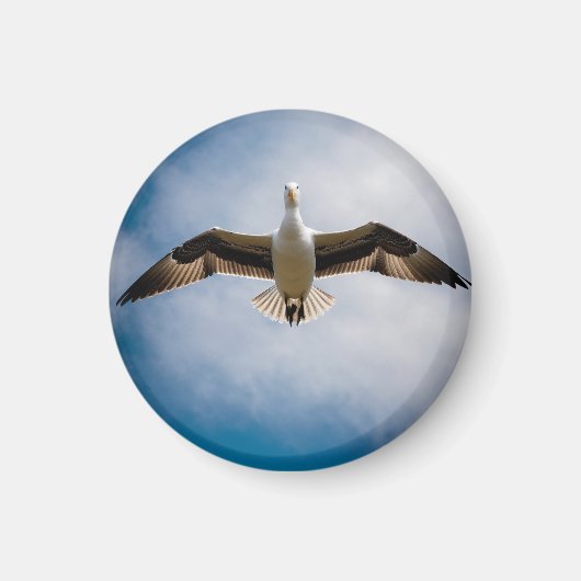 アルバトロス マグネット (正面)