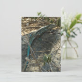 アルバンホイップテールリザード熱帯動物写真 (スタンド正面)