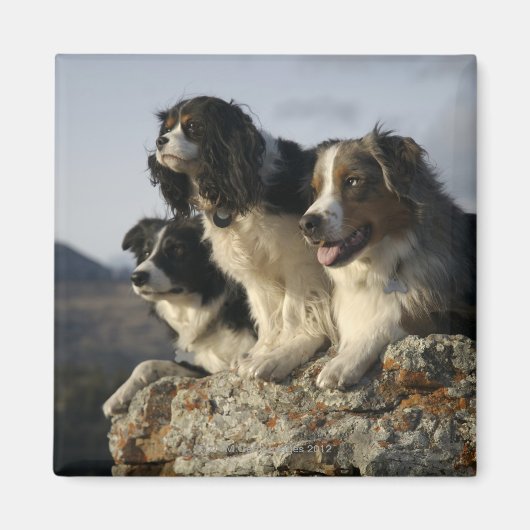 アルバータ、カナダ2 マグネット (正面)