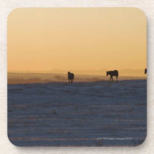 アルバータ、カナダ3 コースター (正面)