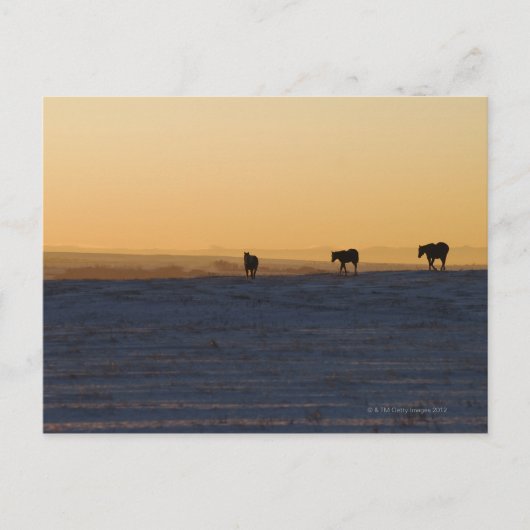 アルバータ、カナダ3 ポストカード (正面)