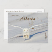 アルバート・カナダのスノーフクロウ ポストカード (正面/裏面)