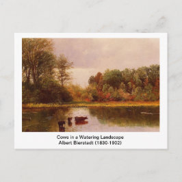 アルバートBによる散水風景の中の牛。 ポストカード