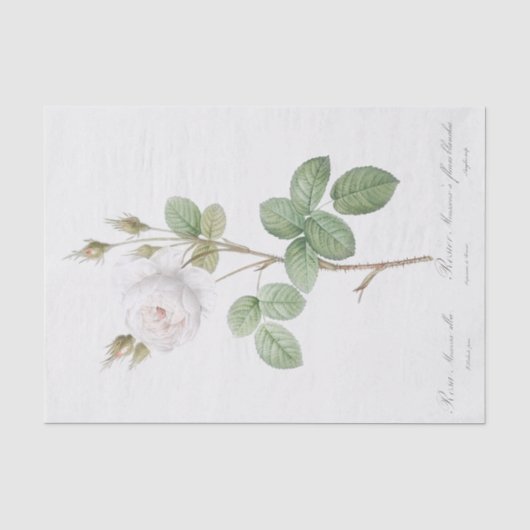 アルバ菌 薄葉紙 (正面)