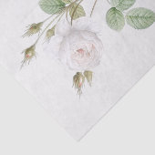 アルバ菌 薄葉紙 (詳細)