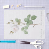 アルバ菌 薄葉紙 (クラフト)